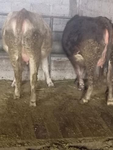 ангус парода: Продаю | Корова (самка) | Алатауская | Для молока | Стельные — 1