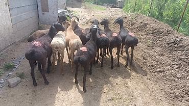 ит атаар: Сатам | Ургаачы кой (ургаачы) | Көбөйтүү үчүн | Токту — 1