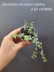 живые растения в аквариум купить: Комнатные растения, цветы (молодые растения, взрослые экземпляры). Не — 21