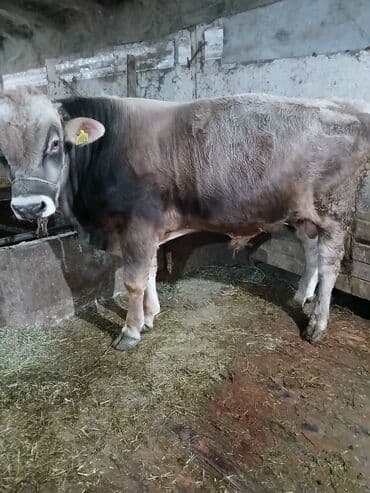 Грызуны: Продаю | Бык (самец) | На откорм | Привязанные — 2