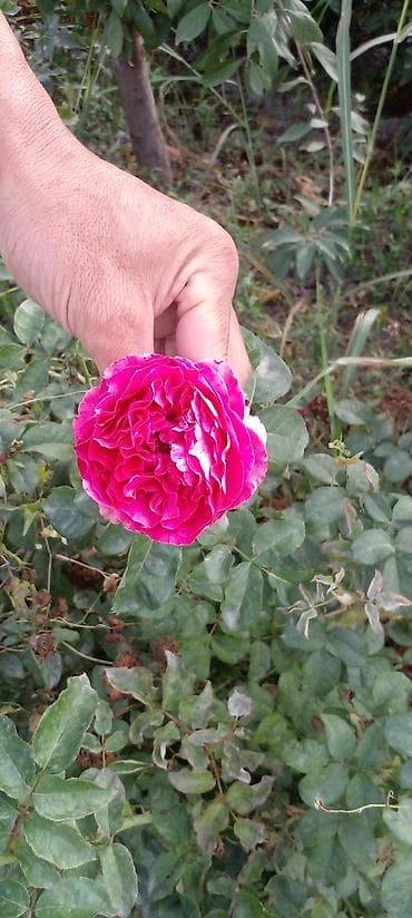 вьющиеся розы бишкек: Саженцы роз оптом — 5