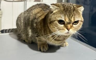 наполнитель для кота: Шотландская вислоухая кошка (Scottish Fold) с комплектом аксессуаров — 1