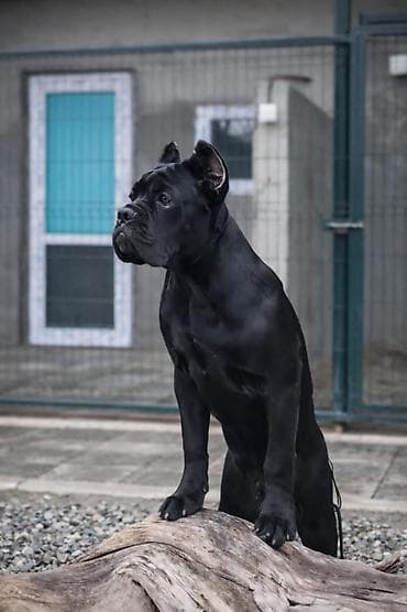 Продажа собак: Кане-корсо, 4 месяца, Самец, С прививкой, С родословной — 2