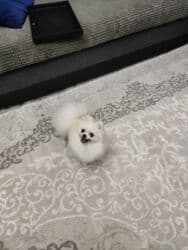 купить собаку шпица недорого: Шпиц, 1 год, Самец, С прививкой, С родословной — 15