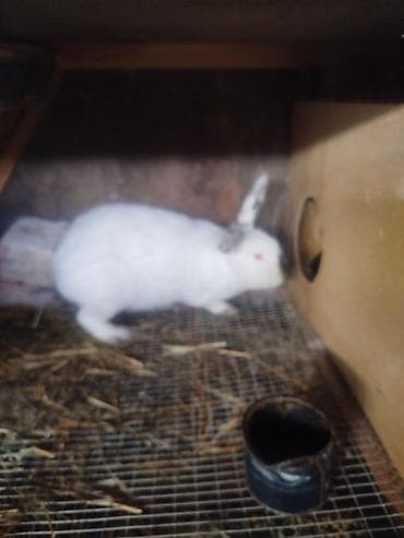 ак жугору: Сатам | Коендун бөжөктөрү | Күрөң коен | Көбөйтүү үчүн | Асыл тукумдуу — 1