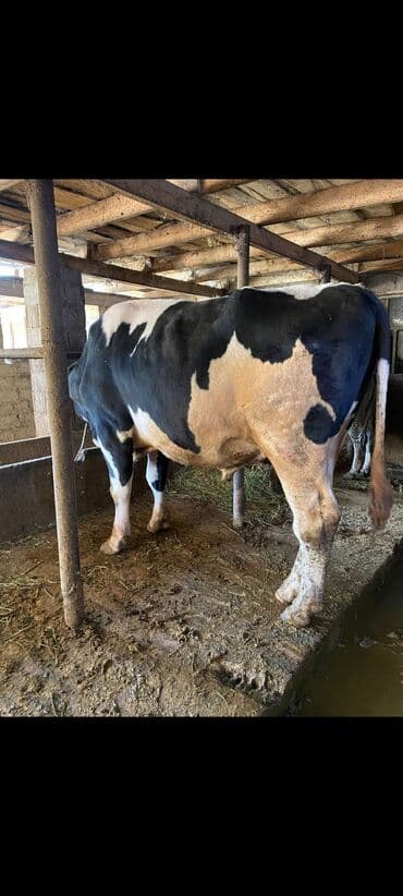 дом для собаки: Продаю | Бык (самец) | Голштин | Для разведения | Племенные — 1
