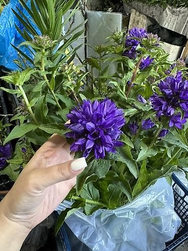 герлянда роса: Колокольчик скученный (Campanula glomerata) — многолетник с яркими — 3