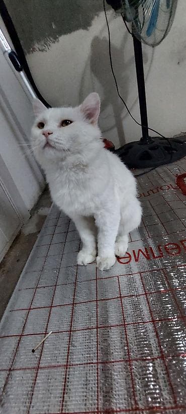 животные кошка: Белый домашний кот - Окрас: полностью белый, без пятен - Шерсть — 1