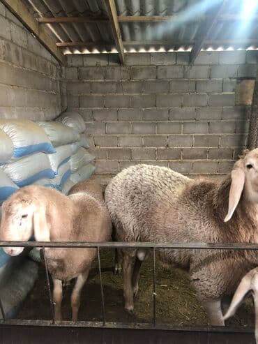 Кемирүүчүлөр: Сатам | Кочкор (эркек) | Көбөйтүү үчүн | Ургаачы — 5