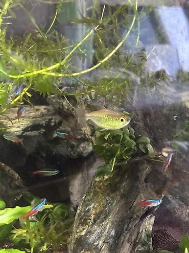 fish eye: Отдам Тетру конго самку - 1осталась Отдам только в хорошие желательно — 1