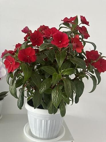 сделаю: Комнатное растение — бальзамин (Impatiens, «Ванька мокрый») в горшке — 3