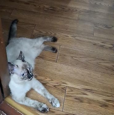кошка домашняя: 6 месяцев, Девочка — 1