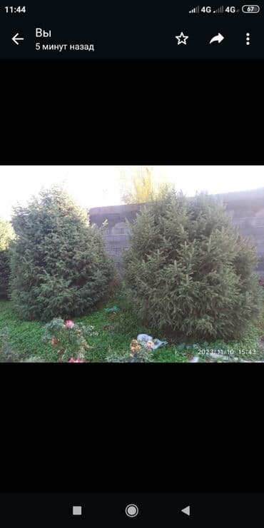 аквариум с рыбками цена бишкек: Ёлки — 2