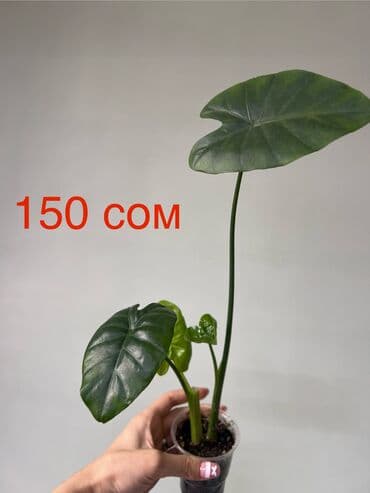 пластиковые цветы: Комнатные растения — укоренённые саженцы и черенки в стаканчиках. В — 10