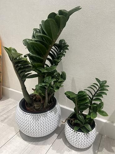 вода эмульсионка: Зензи(Zamioculcas zamiifolia), сорт с утолщёнными побегами и плотными — 2