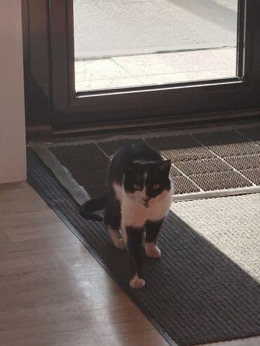 отдам кота в добрые руки: Кошка даром: Беспородная, Мальчик — 6