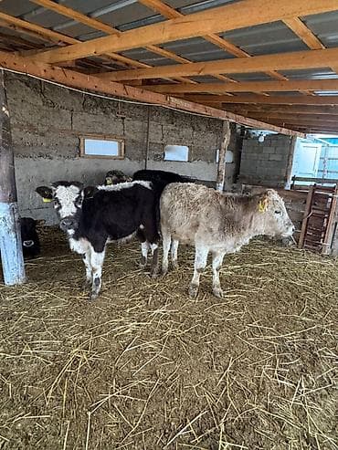 Продаю | Бык (самец) | На откорм at lalafo.kg Продаю | Бык (самец) | На откорм