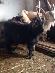 Кошки: Продаю | Козёл (самец) | На забой, Для разведения — 1