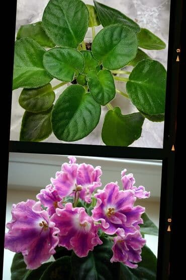 света музука: В продаже взрослые фиалки (цветущие и не цветущие 250-350)детки — 7