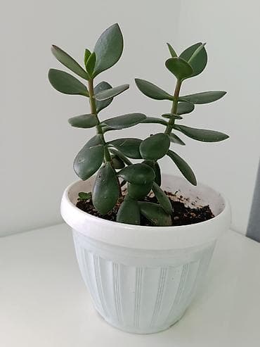 Толстянка (денежное дерево) в горшке. - Вид: Crassula ovata lalafo.kg да Толстянка (денежное дерево) в горшке. - Вид: Crassula ovata