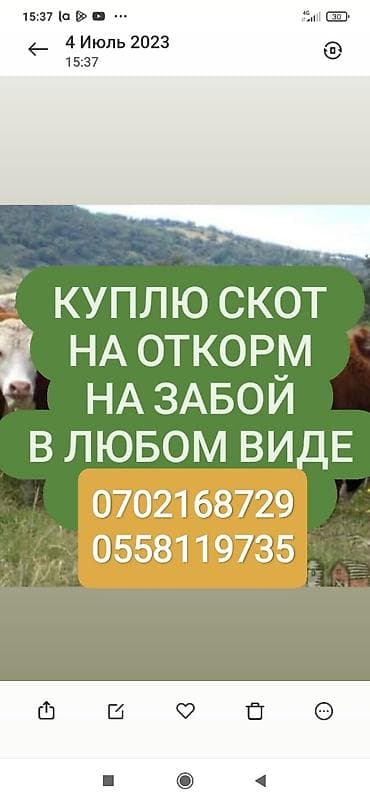 Куплю | Лошади, кони, Коровы, быки | Любое состояние, Забитый, Круглосуточно