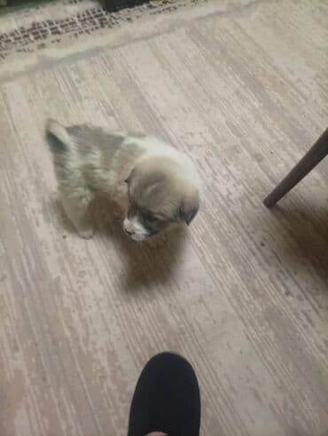 Ит кууту: Щенок пушистый, крупнолапый. Окрас серо-белый с маской на мордочке — 2