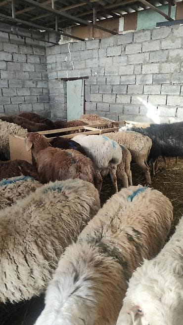 Продаю | Овца (самка) | Полукровка | Для разведения | Матка