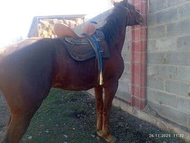 возьму собаку в добрые руки: Продаю | Конь (самец) | Полукровка | Для разведения — 4