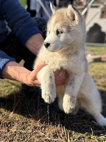 купить кошку бишкек: Хаски, 1 месяц, Самка — 4