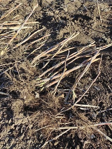 черная курица: Саженцы малины (корневая поросль)КОльКо - Поросль выкопана с — 2