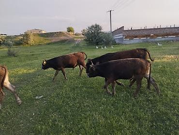 соль для животных: Продаю | Бык (самец) — 6