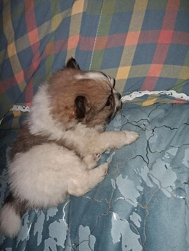 мойка собак: Помиранский шпиц •Девочка •Родилась 14 .03.2026 •Окрас : пати-колор — 5