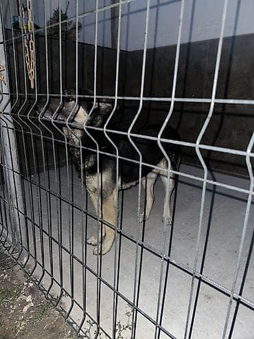 чипированный: Продается собака полу овчарка Спокойный, дружный Особенности: - — 4