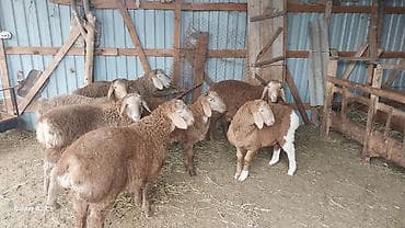 козу эти: Продаю | Овца (самка) | Для разведения | Племенные — 7
