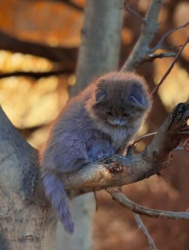 египетская кошка сфинкс: Продается котёнок Шоколадная шотландская хайленд-девочка ищет дом — 2