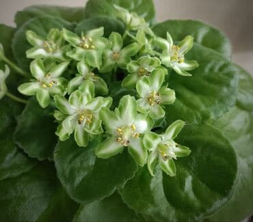 детки: 🌱🌺🌱 Продаю сортовые ДЕТКИ стандартных, трейлерныхмини и полумини — 6