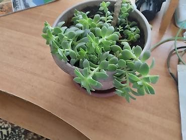 Декор для дома и сада, Кашпо и цветники, Самовывоз