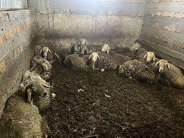 бык кара балта: Продаю | Овца (самка) | Для разведения | Племенные — 3