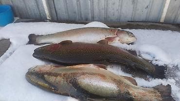 оксиметр воды: Радужная фарель ( корм Европа ) от 3-х до 4.5 кг по 570 сомов — 1