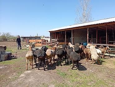 ургачы ит: Сатам | Ургаачы кой (ургаачы) | Көбөйтүү үчүн | Ургаачы — 1