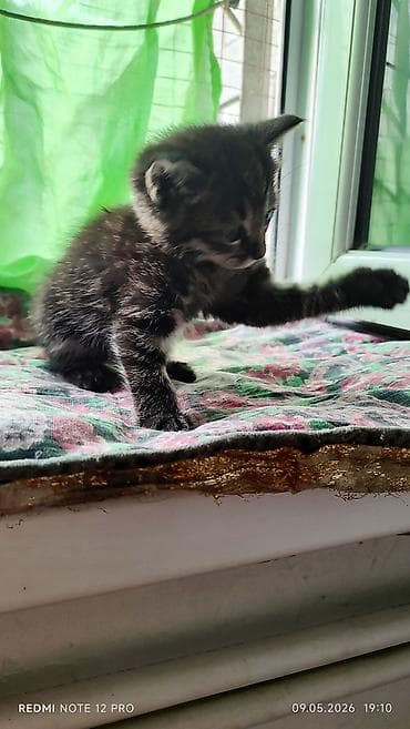 Продажа кошек: Котята1,5 месяца — 4