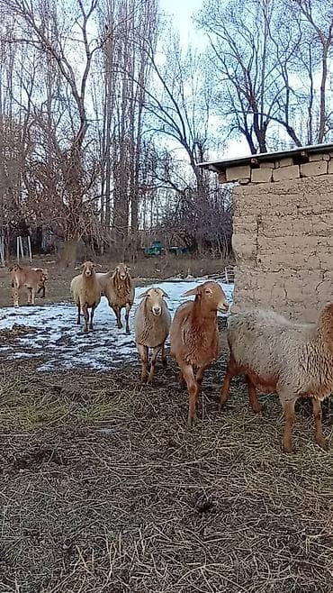 ат башы там сатылат: Сатам | Ургаачы кой (ургаачы), Кочкор (эркек) | Арашан — 9