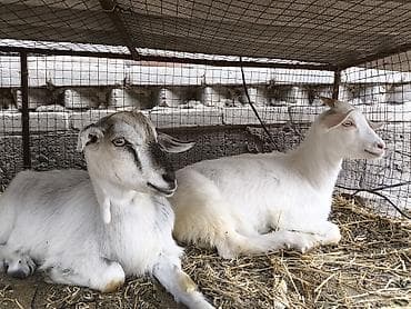 Продам с/х животных: Продаю | Коза (самка) | Зааненская | Для разведения — 2