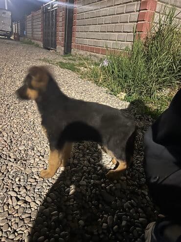 купить щенка немецкой овчарки в бишкеке: Немецкая овчарка, 2 месяца, Самка — 1