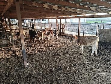 карова галиштин: Продаю | Тёлка | Полукровка | На откорм — 2