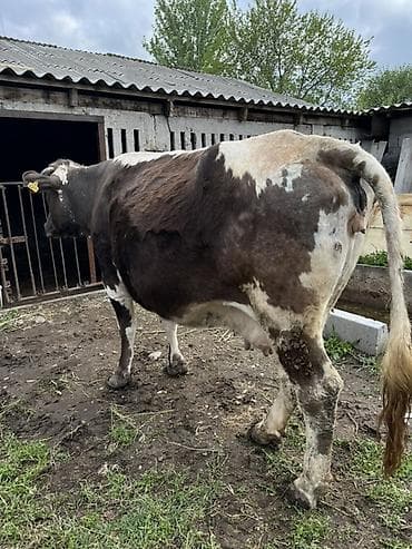 сухое молоко для животных: Продаю | Корова (самка) | Для молока | Стельные — 3