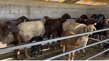 корова мал: Продаю | Овца (самка) | Полукровка | Для разведения | Матка — 2