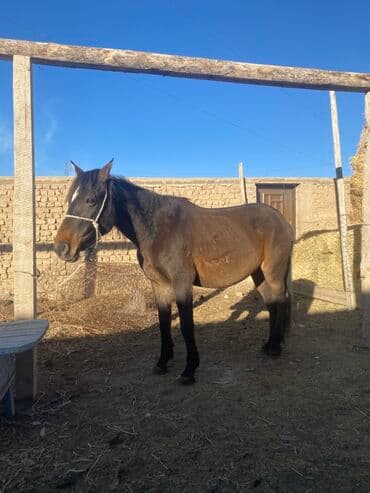 Мышыктар: Сатам | Бээ (ургаачы) | Жумушка | Мерин — 4