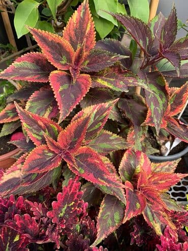 электроинструменты интернет магазин: Колеусы есть в стаканчиках и большие — 8