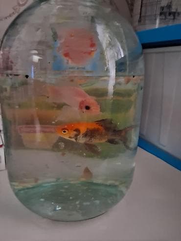 крабы бишкек купить: Продаю рыбки 🐟 маленькие 2 штуки — 4